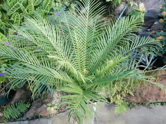 Blechnum brasiliense