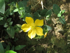 Mentzelia scabra