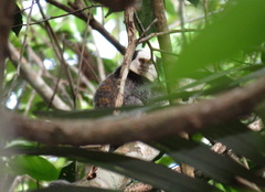 Callithrix geoffroyi