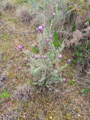 Lavandula stoechas