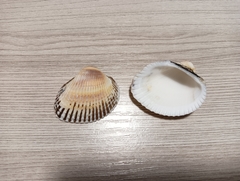 Anadara kagoshimensis