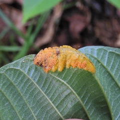 Puccinia coronata image