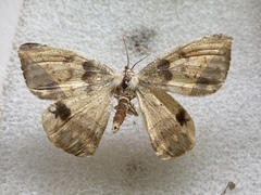 Oxydia sociata