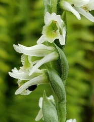 Spiranthes torta