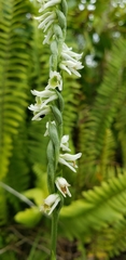 Spiranthes torta