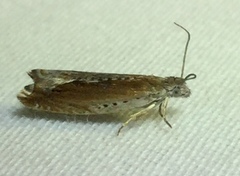 Ancylis diminuatana