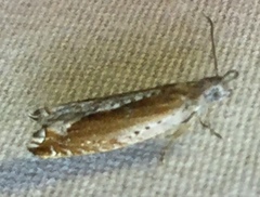 Ancylis diminuatana