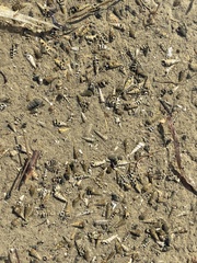 Cerithideopsis californica
