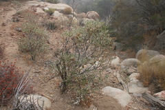 Eriodictyon trichocalyx lanatum