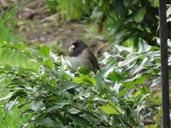 Junco hyemalis
