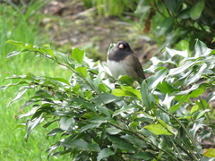 Junco hyemalis