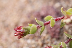 Crassula obovata