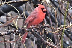 Cardinalis cardinalis