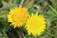 Berkheya speciosa speciosa
