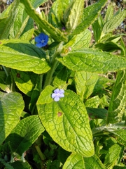 Pentaglottis sempervirens