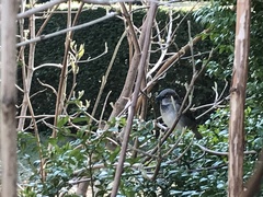 Passer domesticus
