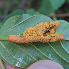 Puccinia coronata image