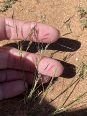 Deschampsia danthonioides