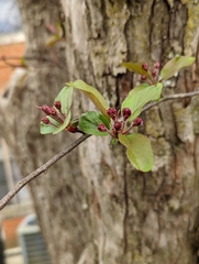 Malus floribunda