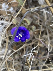 Phacelia campanularia vasiformis