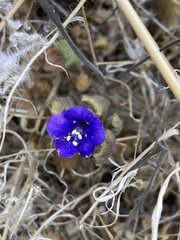Phacelia campanularia vasiformis