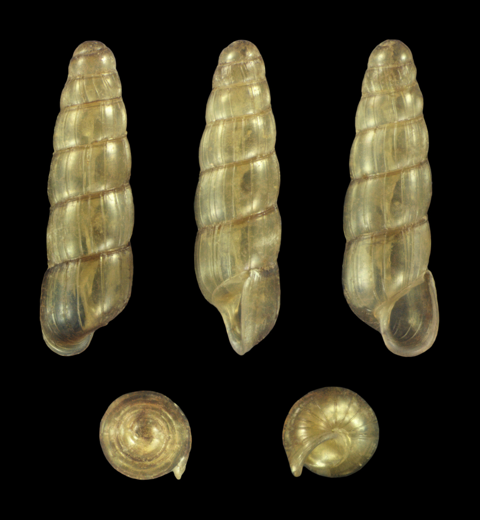 Acicula lineolata