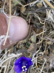 Phacelia campanularia vasiformis