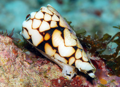Conus bandanus
