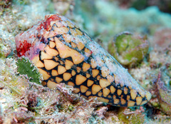 Conus bandanus