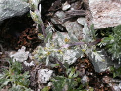 Artemisia umbelliformis