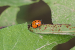 Hippodamia variegata