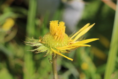 Berkheya speciosa speciosa
