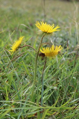 Berkheya speciosa speciosa
