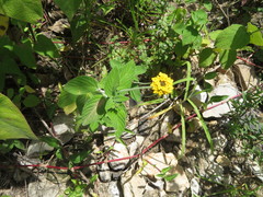 Lantana scabiosiflora