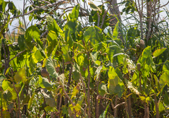 Montrichardia linifera