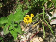 Lantana scabiosiflora