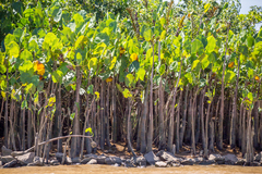 Montrichardia linifera