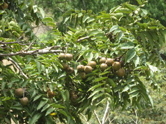 Juglans neotropica