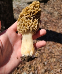Morchella esculenta