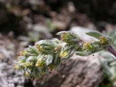 Artemisia umbelliformis