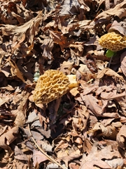 Morchella esculenta