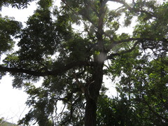 Juglans neotropica