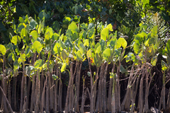 Montrichardia linifera
