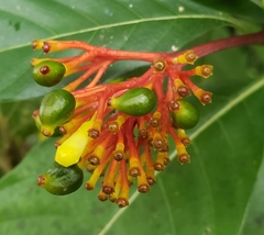 Palicourea croceoides
