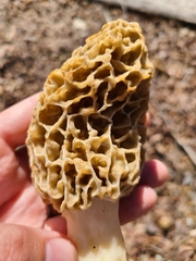 Morchella esculenta