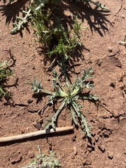 Eryngium aristulatum