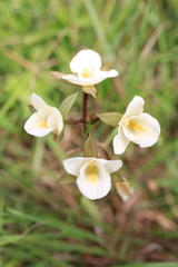 Eulophia macowanii