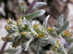 Artemisia umbelliformis