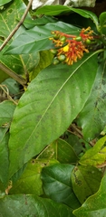 Palicourea croceoides
