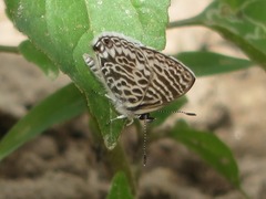 Leptotes lamasi